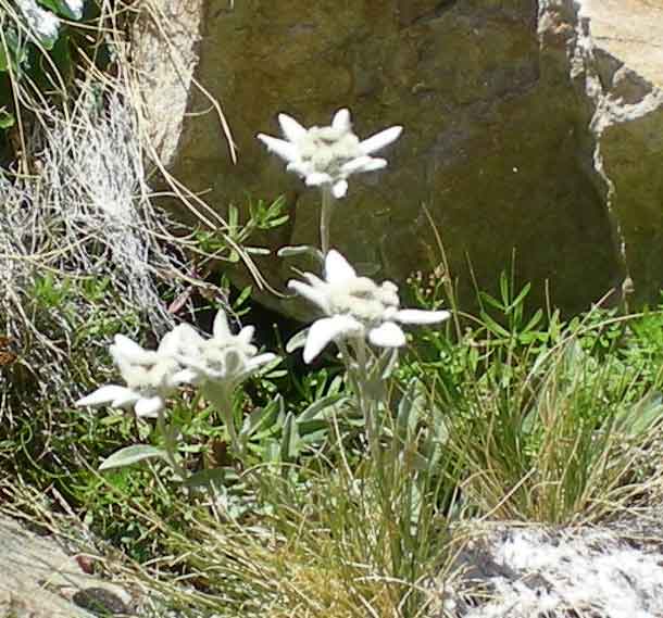 Edelweiss